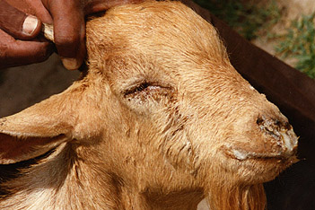 Goat infected with peste des petits ruminants virus