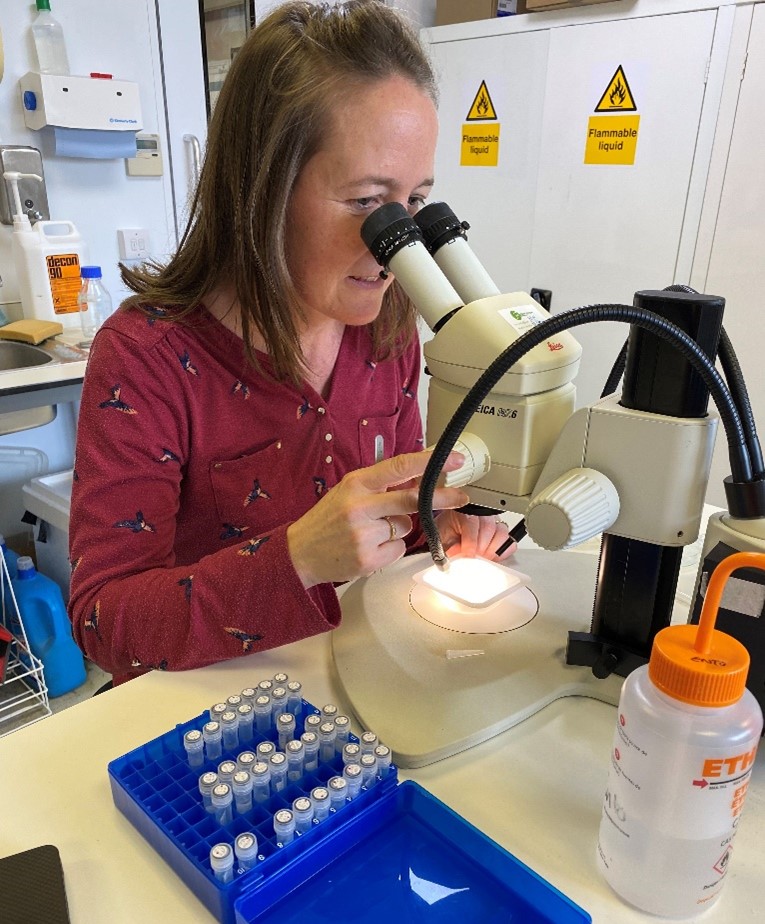 Dr Melanie Nicholls identifying midge species under a microscope in the PMI.