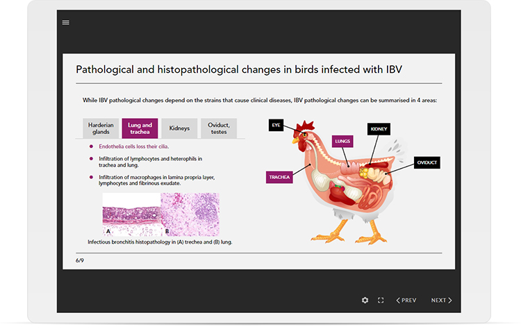 Computer screenshot taken from Infectious bronchitis virus eLearning course