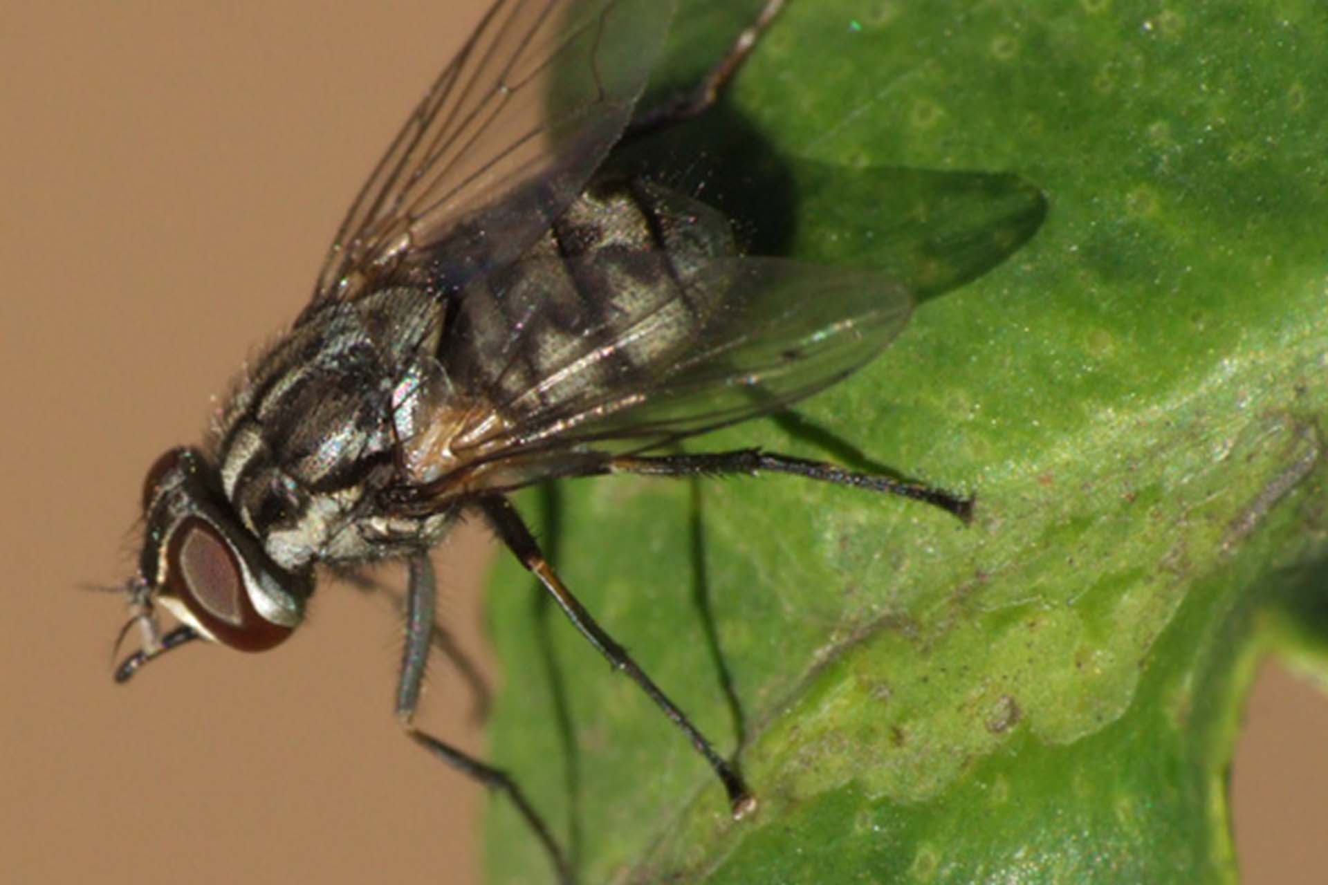 Stomoxys calcitrans (common name: Horsefly)