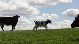 Cows and calf in field against blue sky and cloud