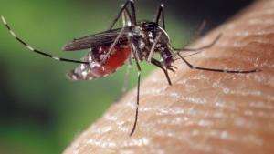 Female aedes albopictus mosquito blood feeding on human