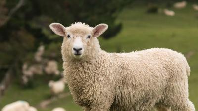A curious sheep stands alert in grassy field, looking straight a camera