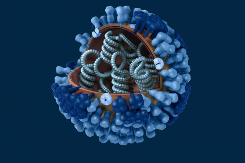 Flu graphic - inside the virus