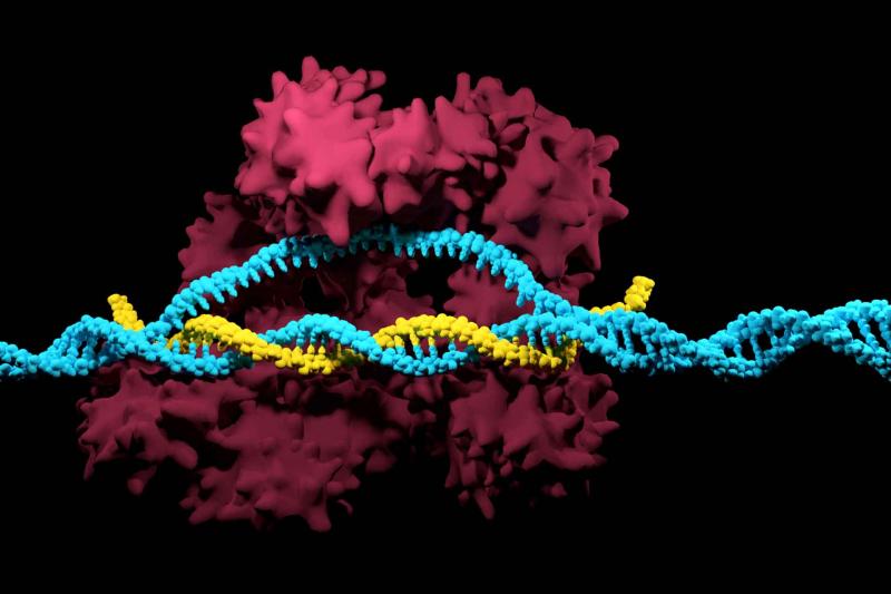 CRISPR/Cas9 complex interacting with DNA