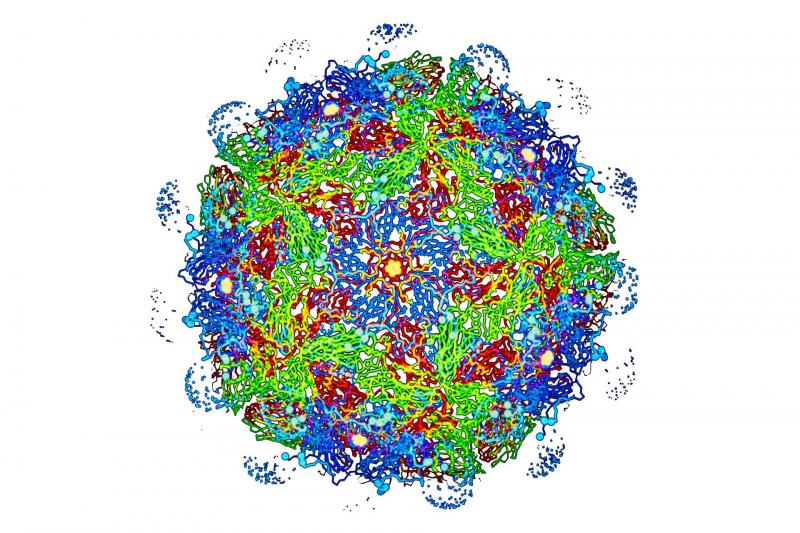 Foot-and-mouth disease virus capsid structure