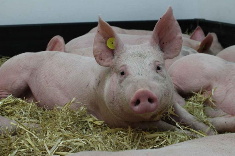 pig lying in hay pirbright