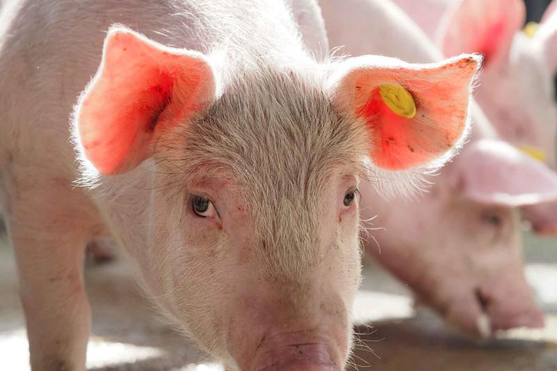 pig looking close up