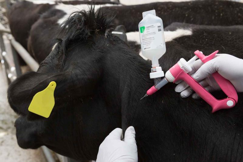 cow being vaccinated at the Compton site, Pirbright Institute