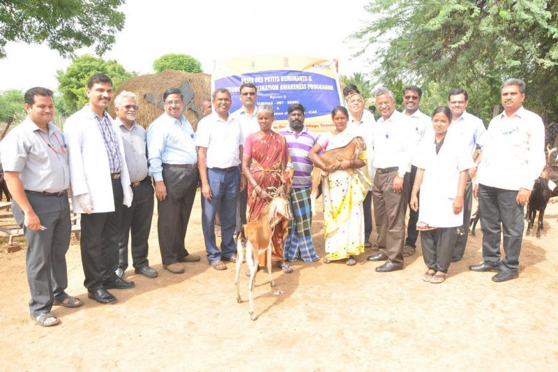 Peste-des-petits ruminants vaccine differentiation group from Pirbright in Chennai, India