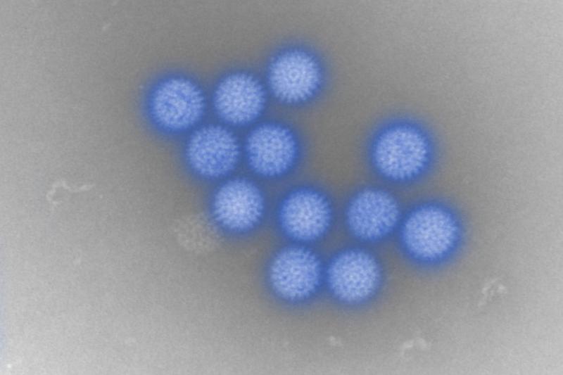 Bluetongue virus | The Pirbright Institute