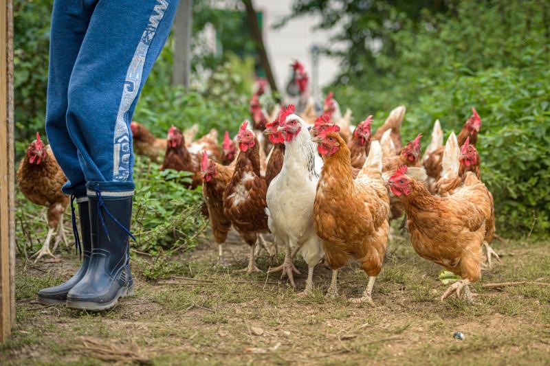 Flock of brown and white chickens following a person in boots
