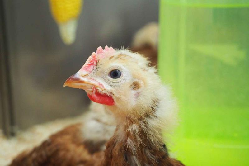 young chicken in poultry unit at pirbright