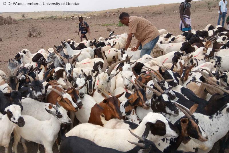 goat vaccination peste des petits ruminants goat plague