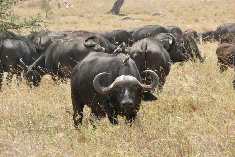Persistently infected African buffalo not a likely cause of new FMD  outbreaks say Pirbright scientists | The Pirbright Institute