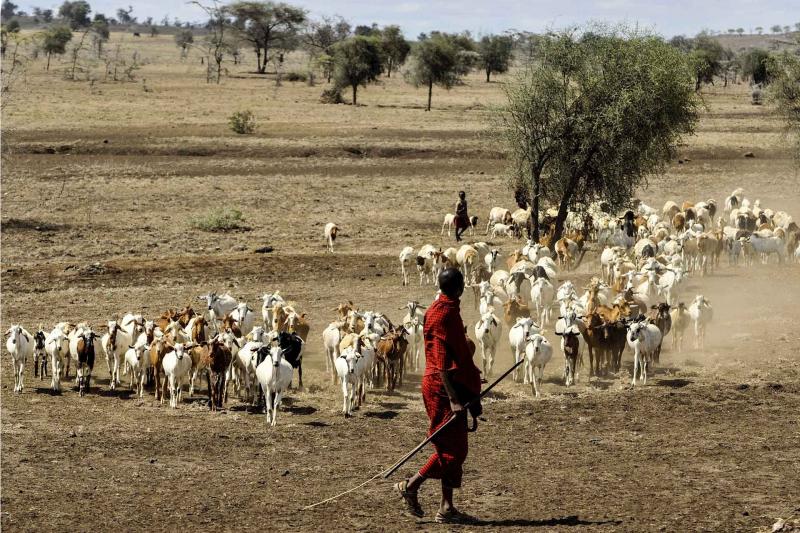 Goats being herded by Maasai