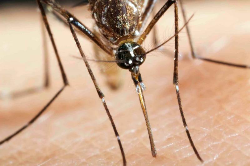 Mosquito taking a blood meal on human skin