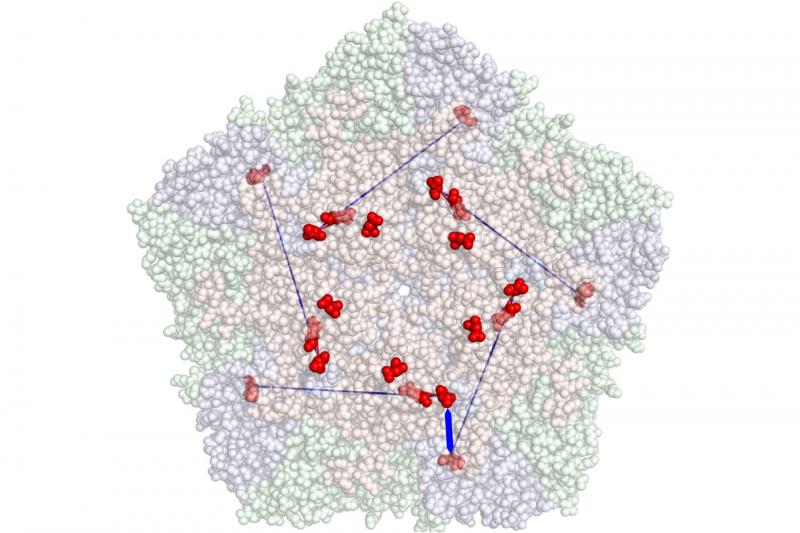 Genetic differences between FMD viruses cause variation in capsid proteins, shown by red dots.