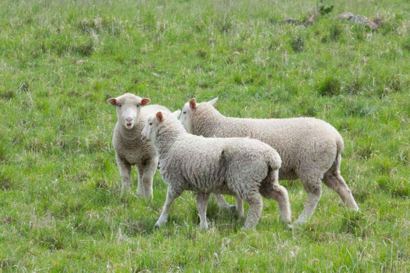 Three sheep in a field