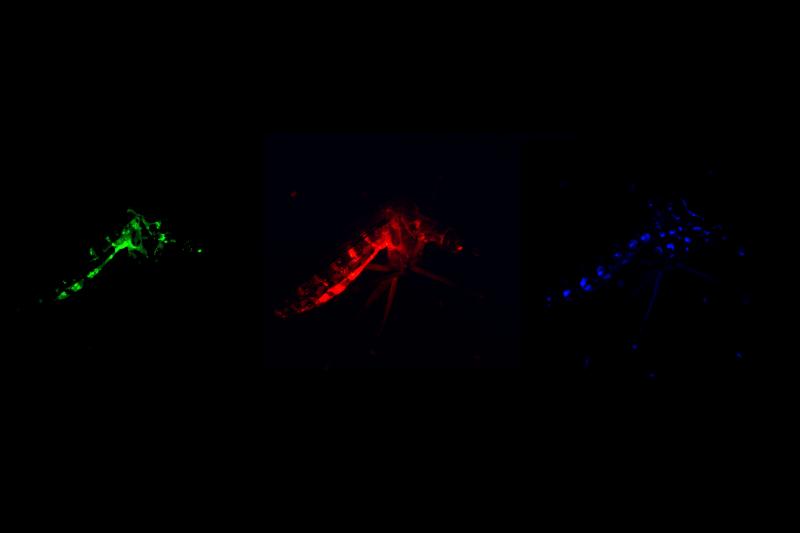 genetically engineered mosquito shown with red, blue and green fluorescence markers
