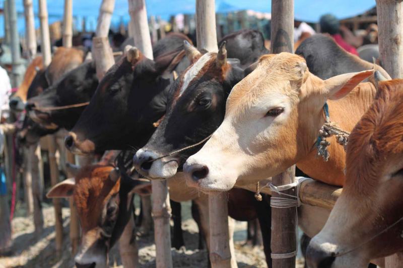 Cows in a Bangladesh market