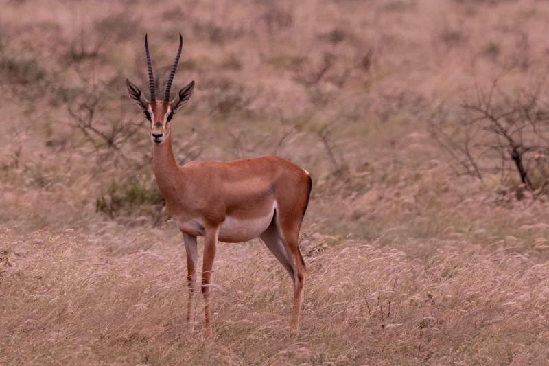 A picture of Grant's gazelle