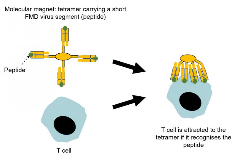A diagram showing how a yellow tetramer with a green virus segment attached to each of its four arms is able to be recognised by a blue T cell.