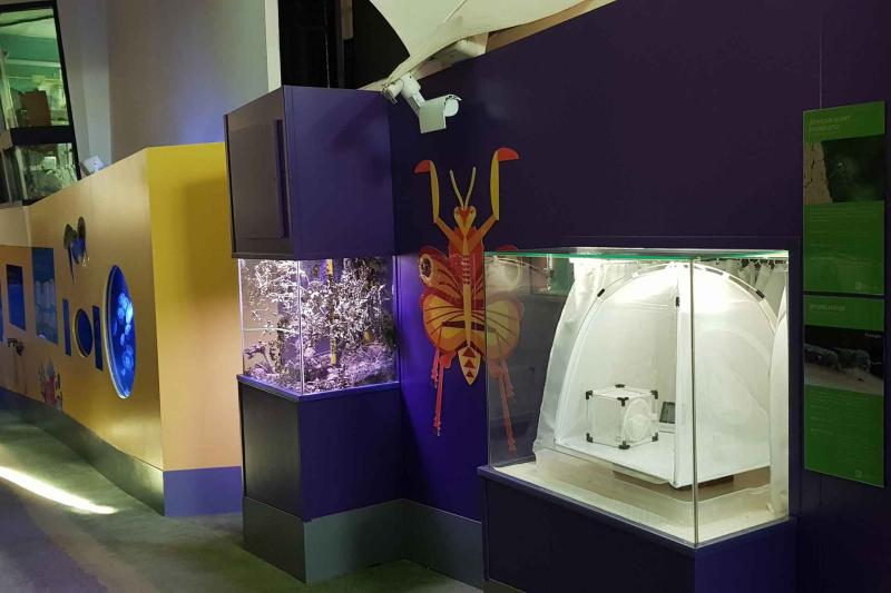 Midge enclosure at the Tiny Giants exhibit