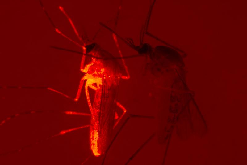 Culex quinquefasciatus (southern house mosquitoes) adult females, expressing red fluorescent protein on left and WT on the right
