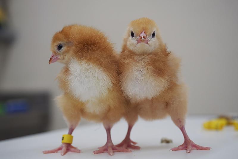 Two very young Rhode Island Red chicks