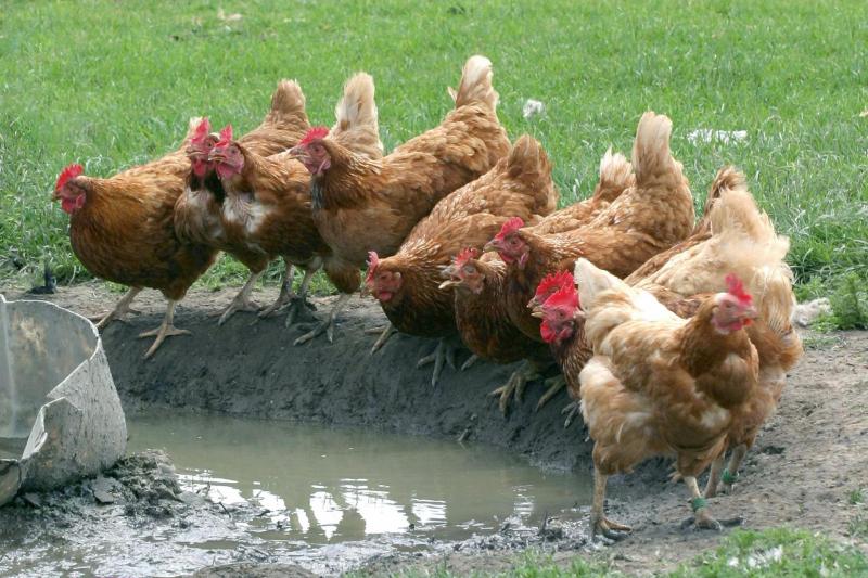 A group of chickens gather around a watering hole