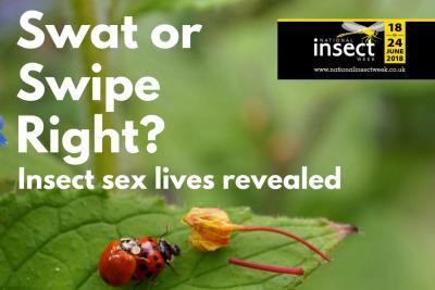 National Insect week swat or swipe right