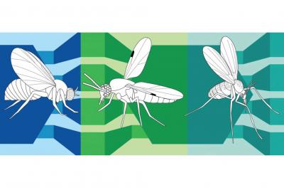 gnatwork three vector species of flies sandflies blackflies midges