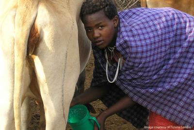tanzanian woman milking cow for foot-and-mouth disease testing