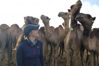 Camels in the RVF trials in Kenya