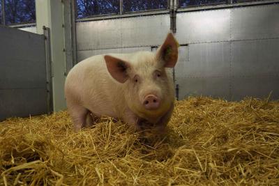 Female pig in hay inside