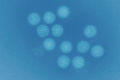 Bluetongue virus (BTV) cores