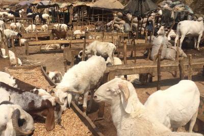 Goats, sheep and cattle at a Nigerian market