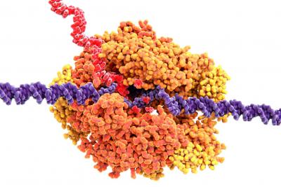RNA polymerase transcribes RNA from DNA.