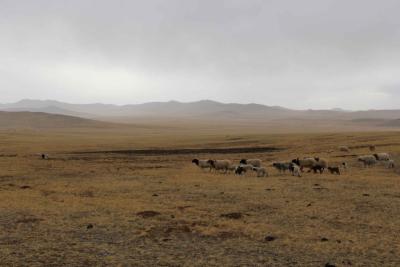 Sheep being moved across the plains in Mongolia by nomadic herders