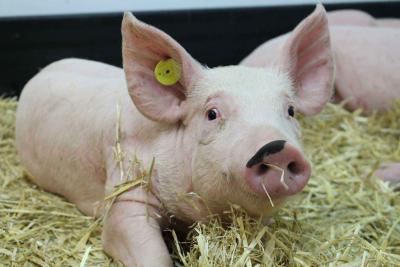 A pig in straw in the high containment animal facilities at The Pirbright Institute