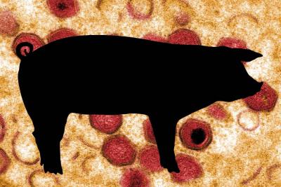 A black outline of a pig on a background that shows red ASF virus particles