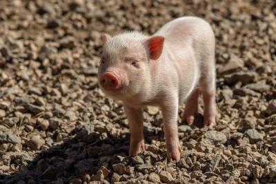 Pink piglet standing on gravel