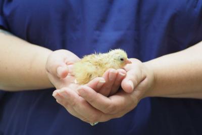 Person in dark blue scrubs holding a small chick in their hands