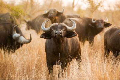 Heard of African buffalo in long grass with one looking directly at the camera