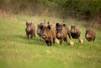 Group of wild boar running on grass