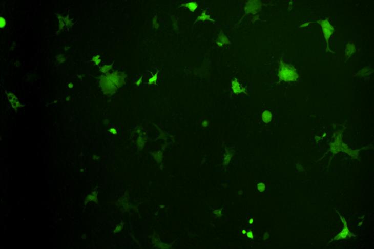 Image shows merged cells following co-expression of the SARS-CoV-2 spike glycoprotein and human ACE2 receptors. The spike glycoprotein induces cell-cell fusion after engaging with ACE2, allowing a fluorescent protein to become activated.