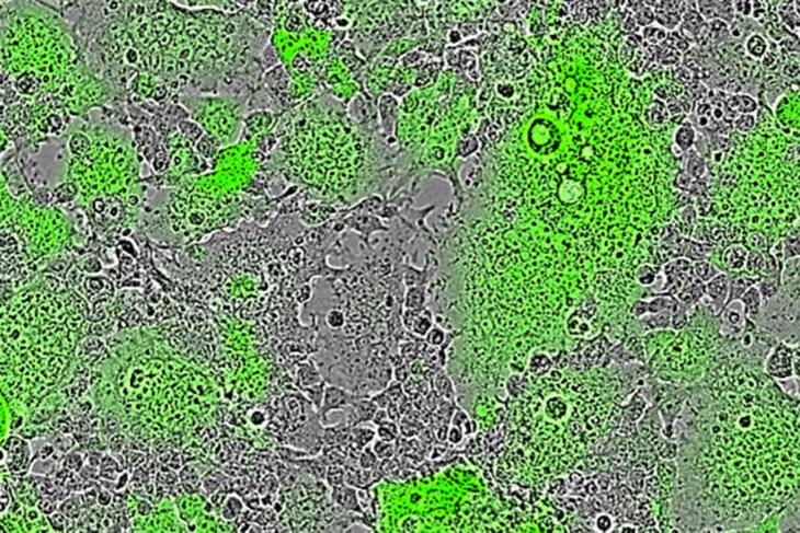 Nipah virus induced cell-cell fusion leads to the formation of fluorescent syncytia shown in green (multi-nucleated cells) in Pirbright’s mFIT assay