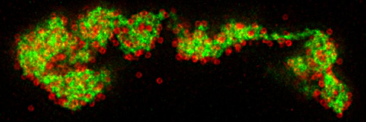  Super-resolution STED imaging of a viral factory. Green shows a network of ASFV membrane fragments and red shows completed virus particles.