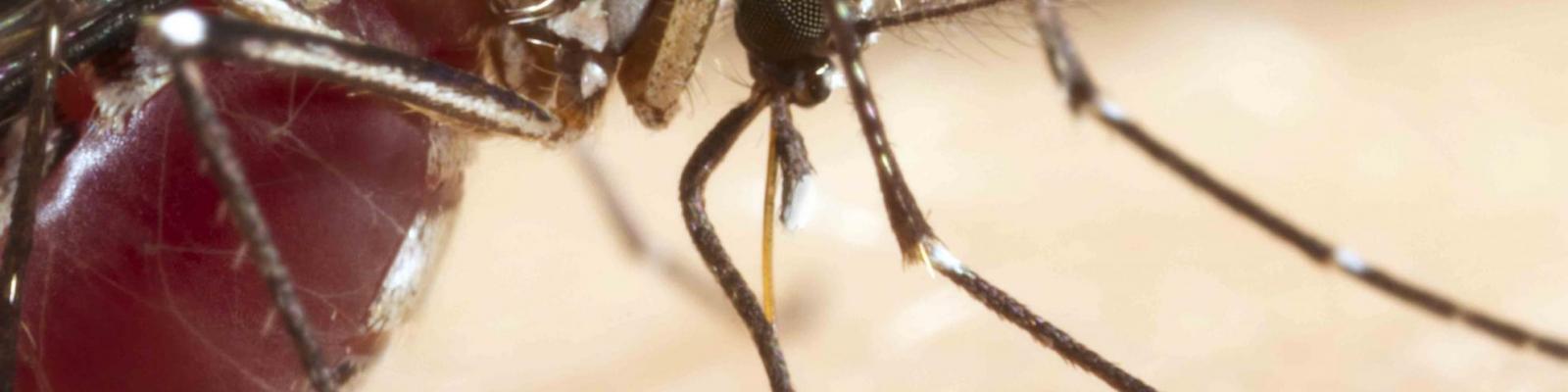 Female mosquito feeding
